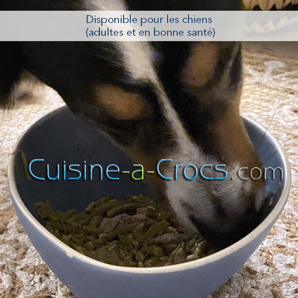 recette pour chien adulte en bonne santé